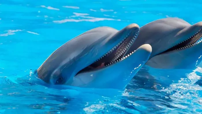 5 Fun Facts for Kids That Will Surprise and Delight Them