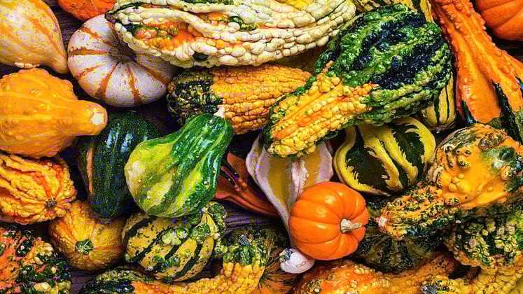 Gourds: Why Indian Kids Need To Eat More Of These Veggies For Health