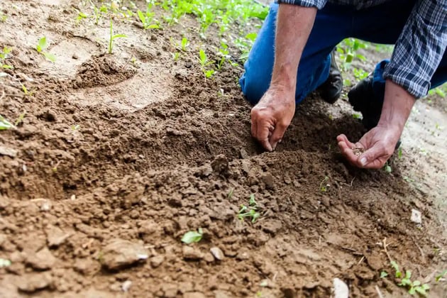 How to Start a Family Garden with Your Children