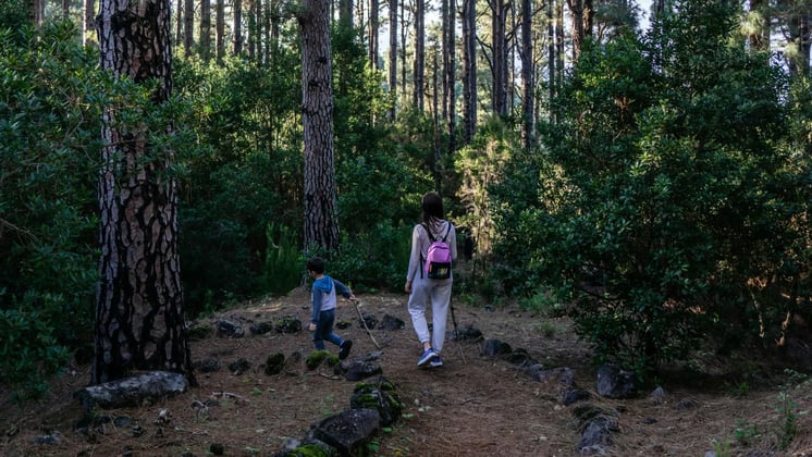 Mindful Walking: Teaching Kids to Connect with Nature Through Movement