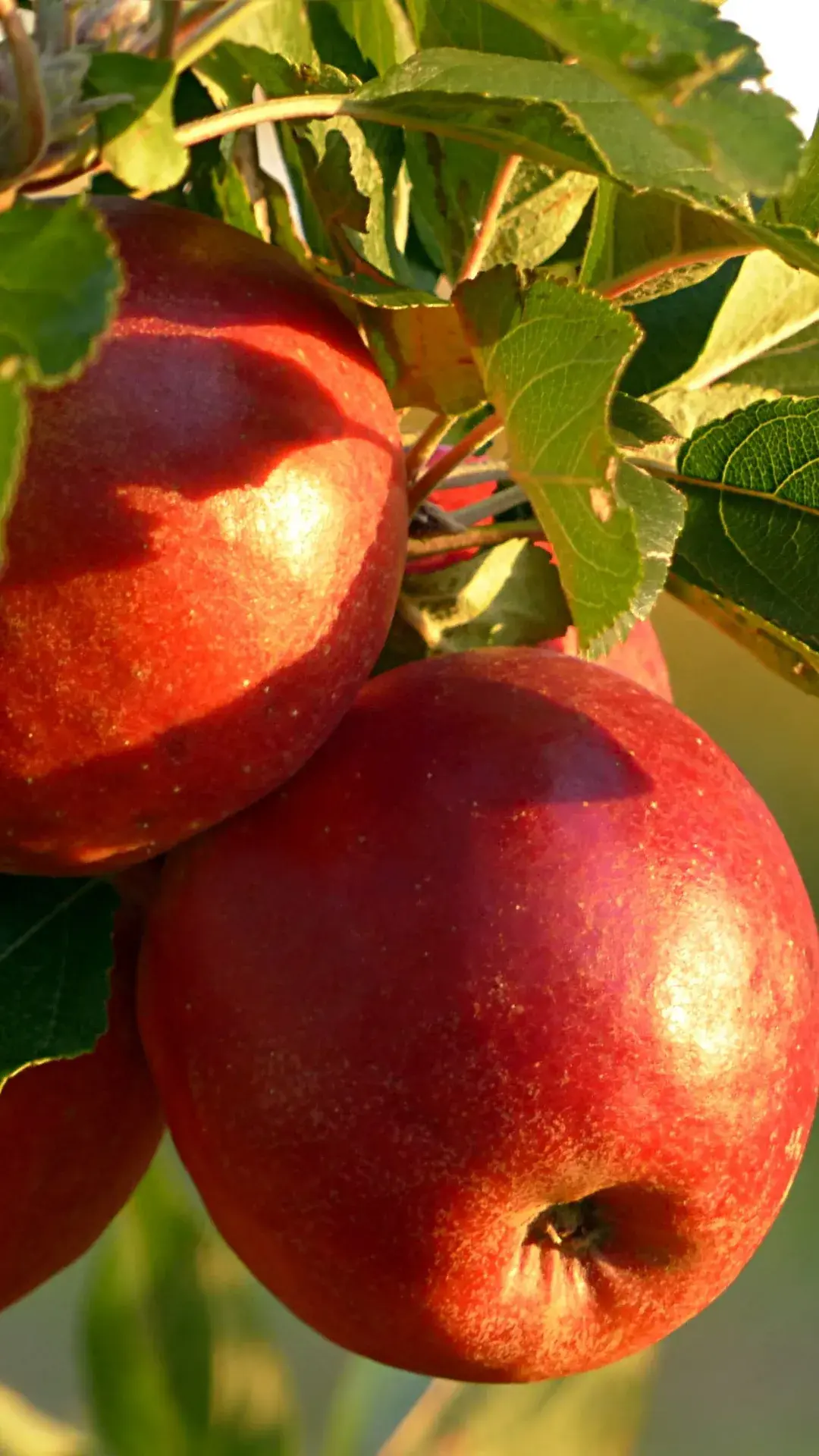 Top Fiber-Rich Foods to Include in Your Child's Diet - Apples